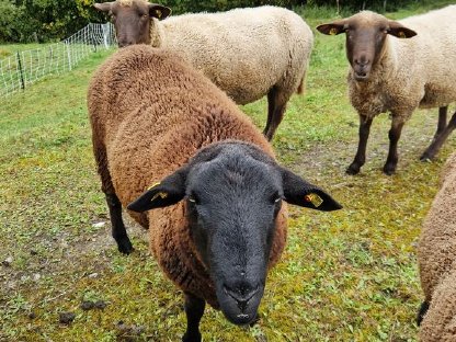 Jura Widder zu verkaufen