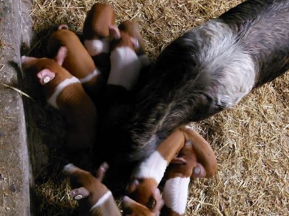 Biete Ferkel Rotbuntes Husumer Sattelschwein HB Zucht