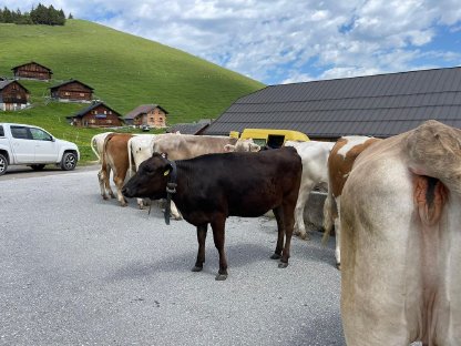 Wagyu Kalbinnen trächtig, Kühe, Rinder, Absetzer