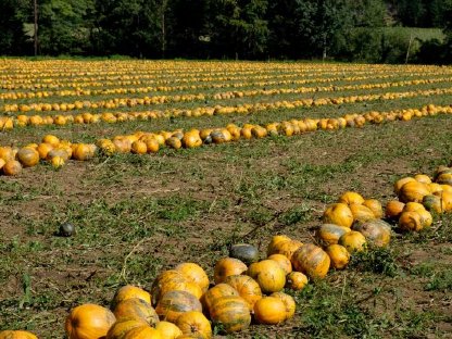 Suche im Bezirk ZT - KR Kürbisanbauflächen für Frühjahr 2026