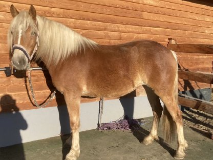 Haflinger Stute