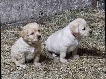 Labrador Welpen zu verkaufen