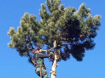 Bild 6:Baumrodung Baumabtragung