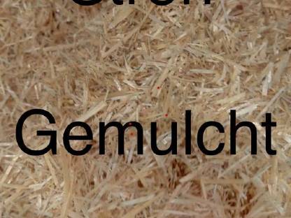 Stroh Gemulcht