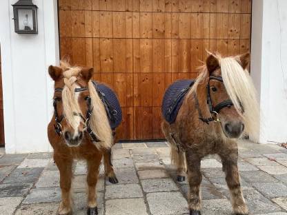 Shetlandponys Mia und Karli