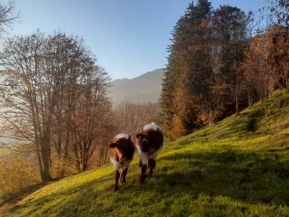 Verkaufe Pinzgauer Bio Austria