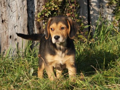 Beagle-Mix-Welpen suchen ihren Lebensplatz