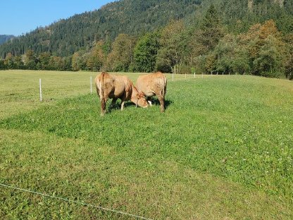 Kalbinnen - Murbodner und Murbodner/Fleckvieh