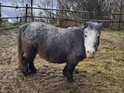 Mini Shetland Pony