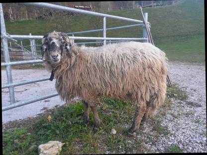 Widder Alpines Steinschaf