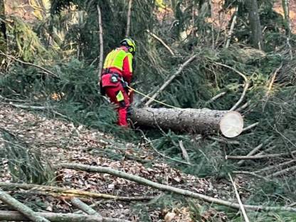 Bild 3:Holzschlägerung