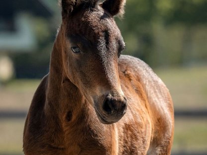 Zukünftige Kinderponys mit top Charakter