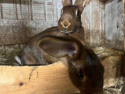 Hasenkaninchen