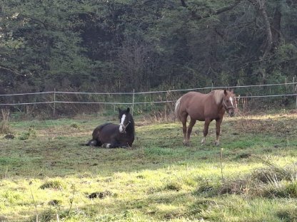 Tinker & Arabo-Haflinger Stute im Doppelpack