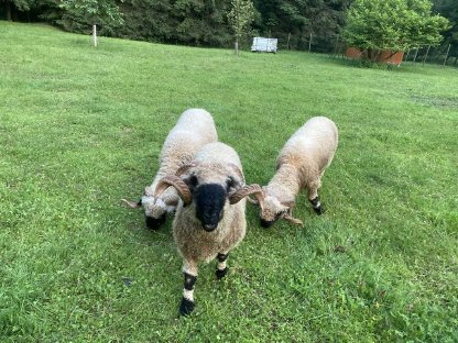 3x Walliser Schwarznasenschafe