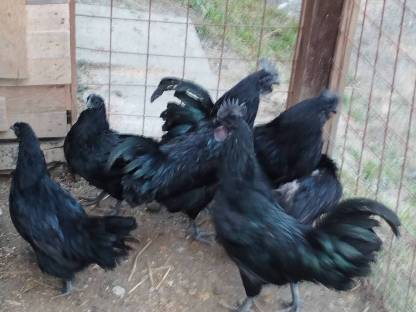 Ayam Cemani