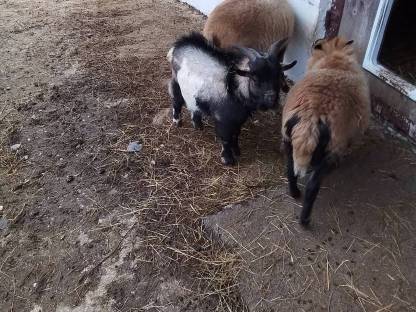 Jungen Ziegenbock Zwerg