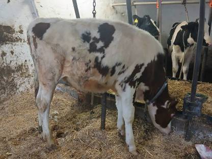 Red Holstein Stier