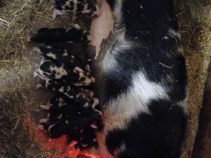 KuneKune Schweine