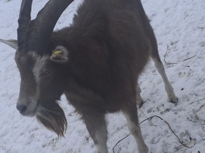 Ziegenbock zu verschenken