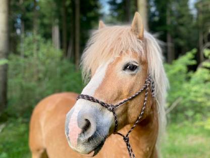 NÖ Haflinger Wallach