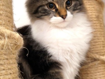 Maine Coon Katzen Kater Babys