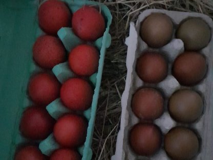 Bild 4:Bruteier, verschiedene Rassen